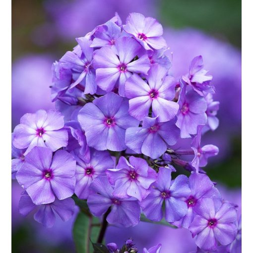 Phlox paniculata Blue Paradise - Bugás lángvirág