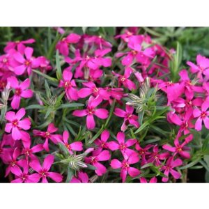 Phlox subulata Atropurpurea - Árlevelű lángvirág