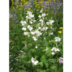 Polemonium caeruleum Album - Csatavirág