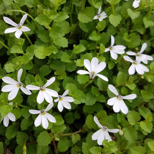 Pratia angulata Treadwellii