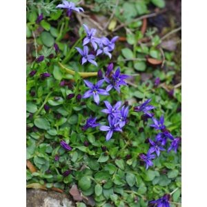   Pratia pedunculata County Park = Isotoma - Kúszó kékcsillag