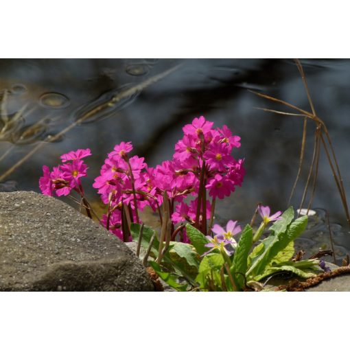 Primula rosea - Rózsakankalin