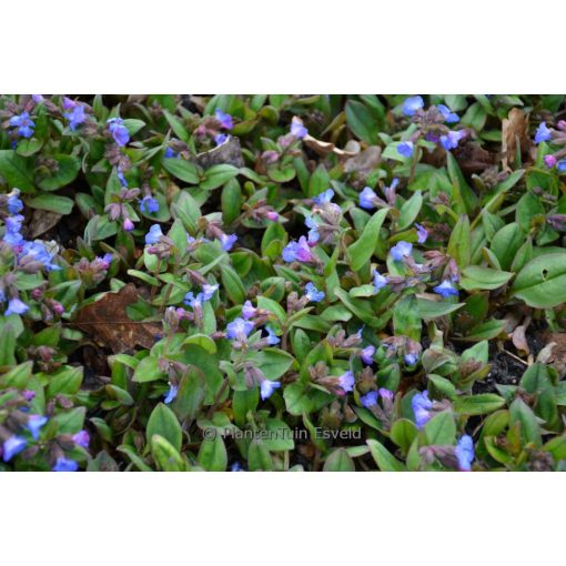 Pulmonaria angustifolia Azurea - Keskenylevelű tüdőfű