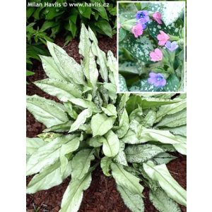 Pulmonaria Majestee - Tüdőfű