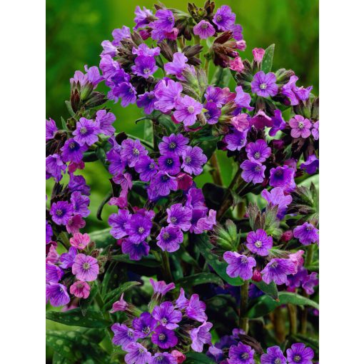 Pulmonaria saccharata Smokey Blue  - Tüdőfű