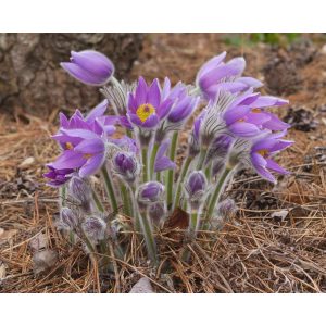 Pulsatilla vulgaris - Leánykökörcsin