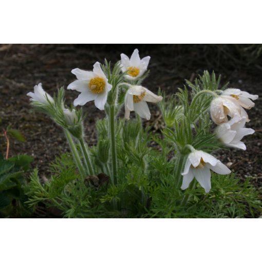 Pulsatilla vulgaris Alba - Leánykökörcsin