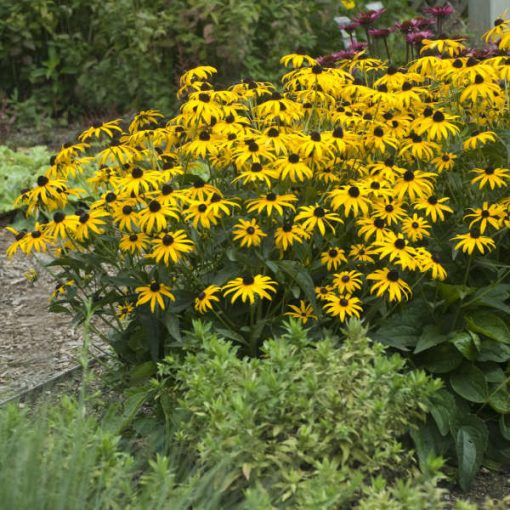 Rudbeckia fulgida City Garden - Kúpvirág