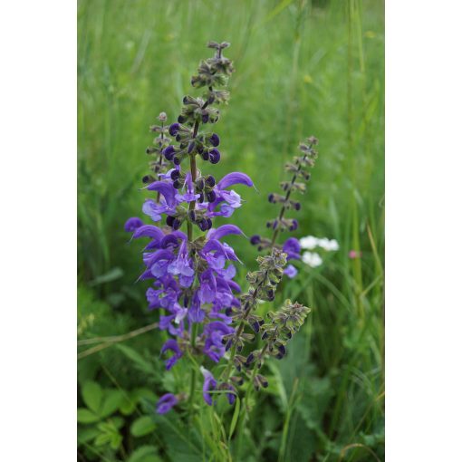 Salvia pratensis - Mezei zsálya