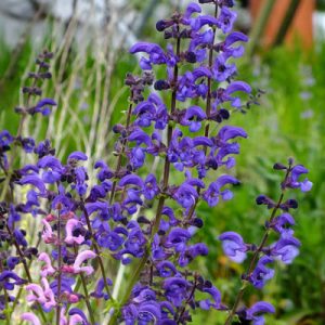 Salvia pratensis Twilight Serenade - Mezei zsálya