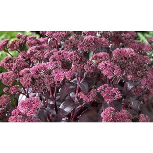 Sedum Black Beauty - Varjúháj