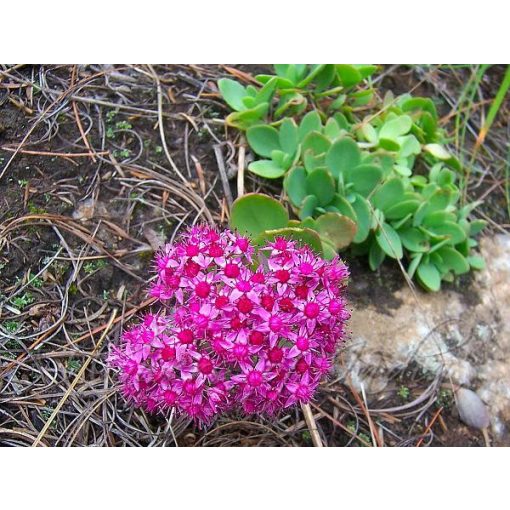 Sedum ewersii - Himalájai varjúháj