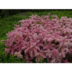 Sedum pulchellum Sea Star - Tengericsillag varjúháj