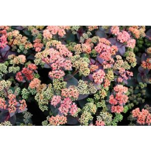 Sedum telephium Rainbow Xenox - Kárpáti varjúháj