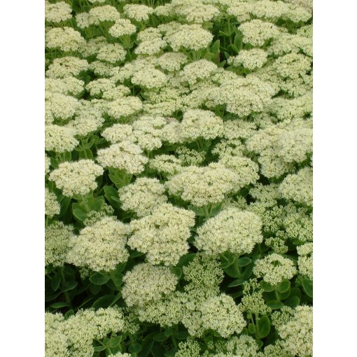 Sedum spectabile Iceberg - Pompás varjúháj