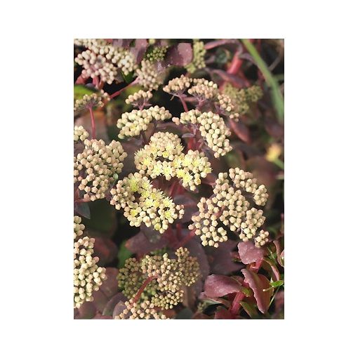 Sedum telephium Hab Gray - Kárpáti varjúháj