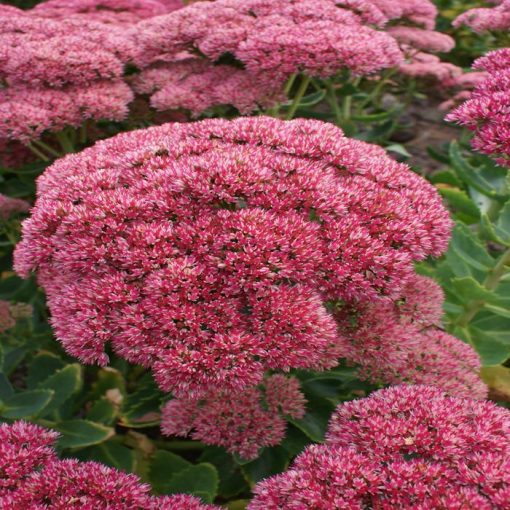 Sedum spectabile Herbstfreude - Pompás varjúháj