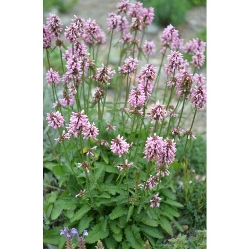 Stachys officinalis Saharan Pink - Orvosi tisztesfű