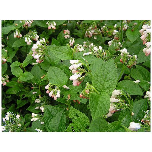 Symphytum grandiflorum - Nadálytő