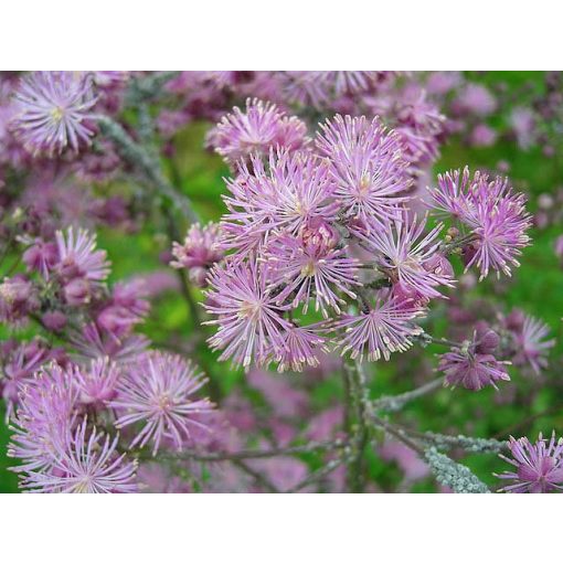 Thalictrum aquilegifolium - Borkóró