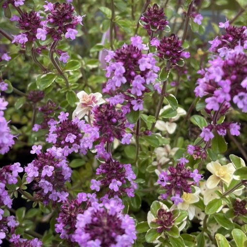 Thymus pulegioides Foxley - Hegyi kakukkfű