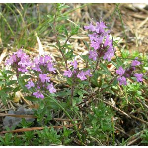 Thymus serpyllum - Keskenylevelű kakukkfű