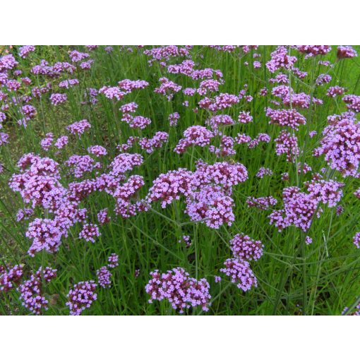 Verbena bonariensis - Ernyős verbéna