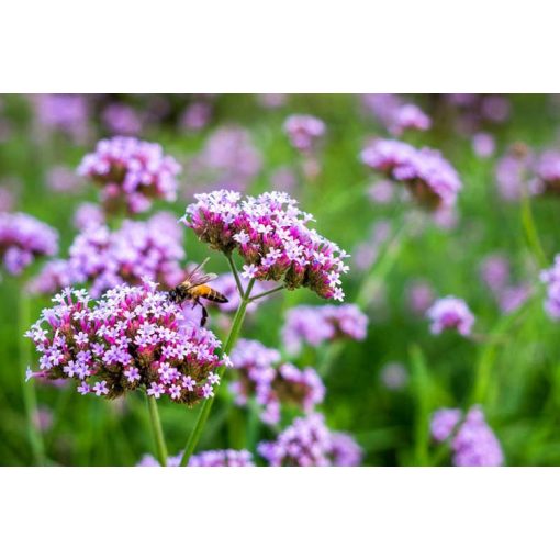 Verbena bonariensis Lollipop - Ernyős verbéna