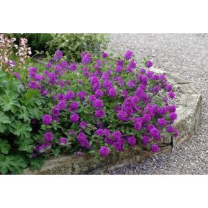 Verbena canadensis Homestead Purple - Rózsaverbéna