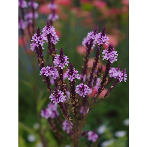 Verbena hastata Rosea – Dúsvirágú verbéna