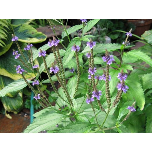 Verbena officinalis - Közönséges vasfű