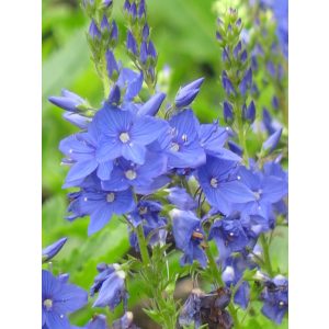 Veronica austriaca Knallblau - Fogaslevelű veronika