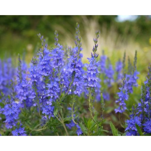 Veronica austriaca Shirley Blue - Fogaslevelű veronika