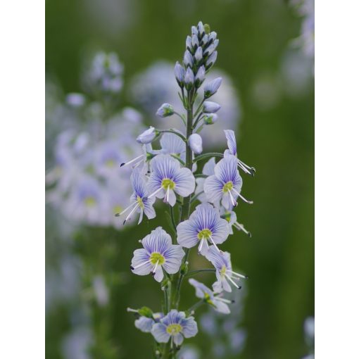 Veronica gentianoides - Tárnicslevelű veronika