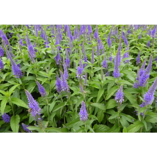 Veronica longifolia Blauriesin - Hosszúlevelű veronika