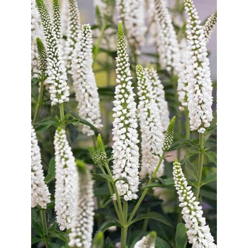 Veronica spicata First Lady - Macskafarkú veronika