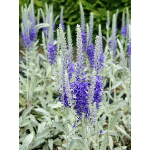 Veronica spicata Silberteppich - Macskafarkú veronika