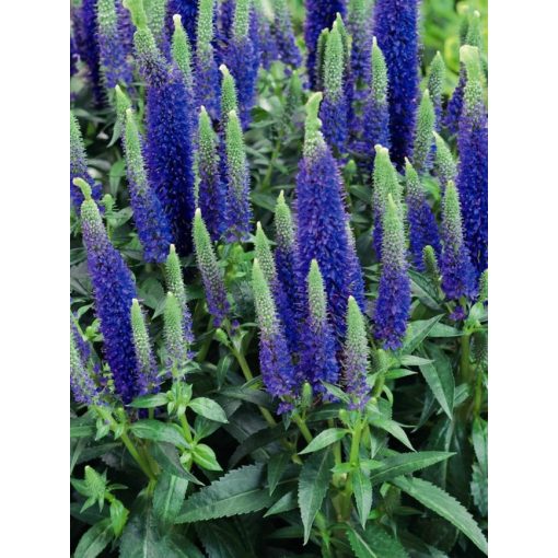 Veronica spicata Ulster Dwarf Blue - Macskafarkú veronika