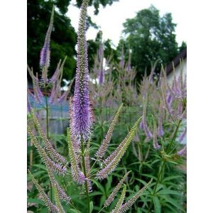 Veronicastrum sibiricum - Szibériai veronika