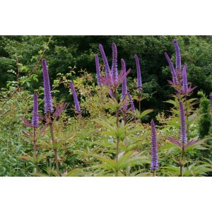 Veronicastrum virginicum Red Arrows - Virginiai veronika