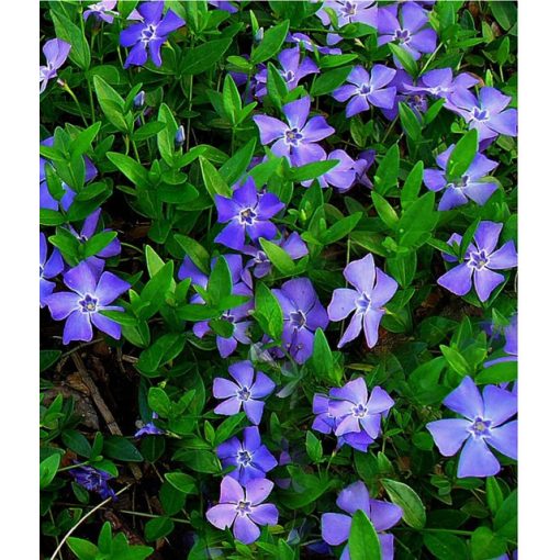 Vinca minor - Kis meténg