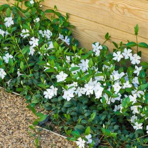 Vinca minor Alba - Kis meténg