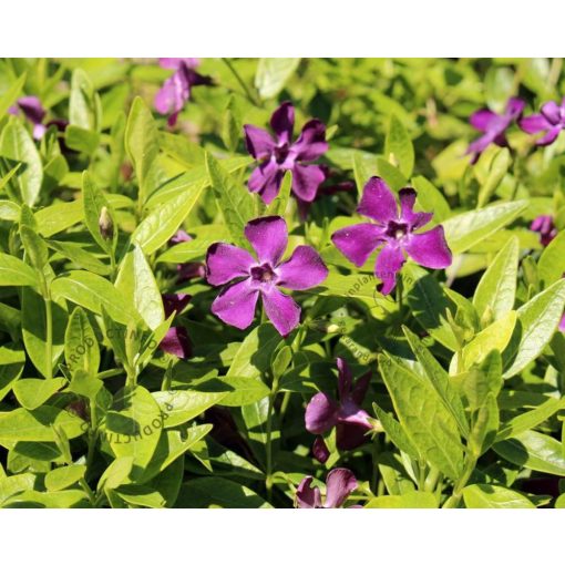 Vinca minor Atropurpurea - Kis meténg