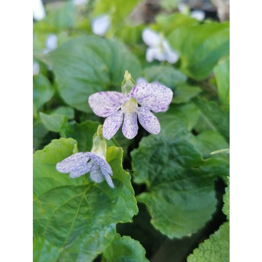 Viola sororia Freckles - Ibolya