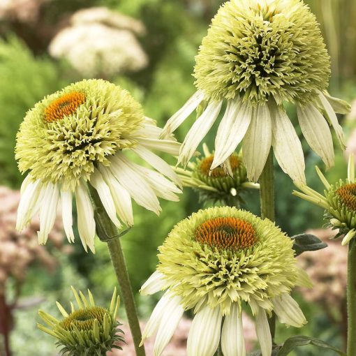 Echinacea purpurea Coconut Lime - Kasvirág