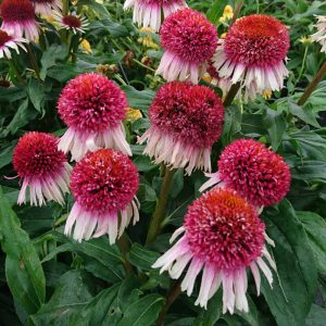 Echinacea purpurea Strawberry and Cream - Kasvirág