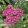 Achillea millefolium Milly Rock Pink - Cickafark