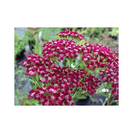 Achillea millefolium Cassis - Cickafark