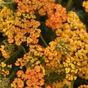   Achillea millefolium Milly Rock Yellow Terracotta - Cickafark