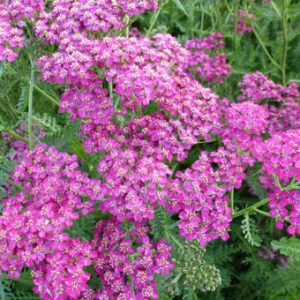 Achillea millefolium Velour - Cickafark